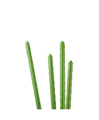 Tomato plant stake pole 120 cm 10 pcs