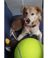 Giant tennis ball XXL 24cm...